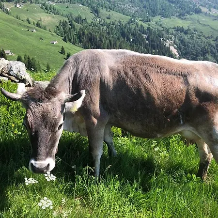 La Baita Di Heidi Craveggia